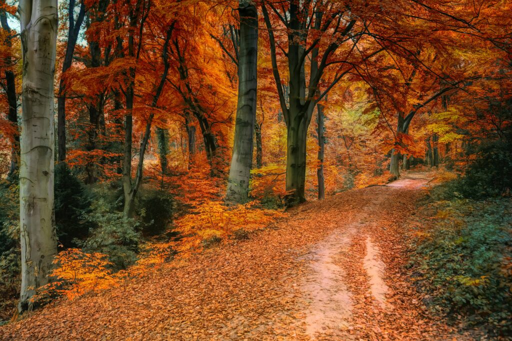 Sentier forestier aux couleurs d'automne dans les Laurentides