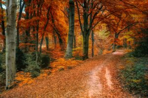 Sentier forestier aux couleurs d'automne dans les Laurentides